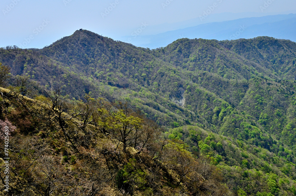 丹沢山地の丹沢山より新緑の塔ノ岳
丹沢山地の丹沢山より新緑の塔ノ岳