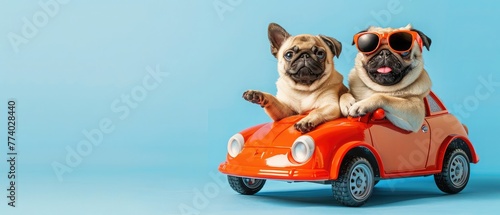 Funny pug dog and cat with sunglasses in toy car on light blue background