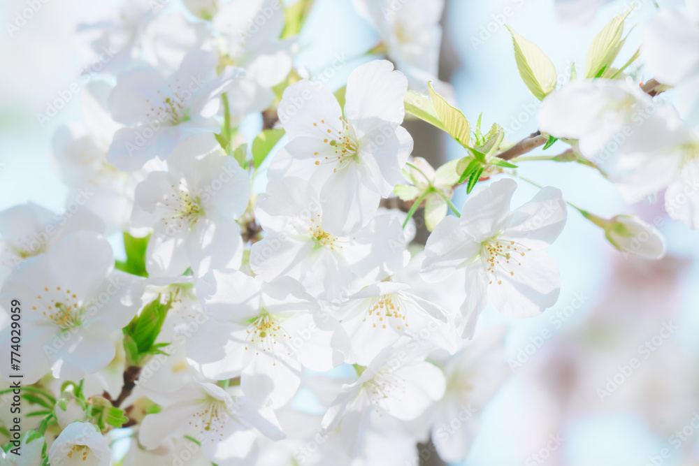 2024年4月の東京に咲いた桜