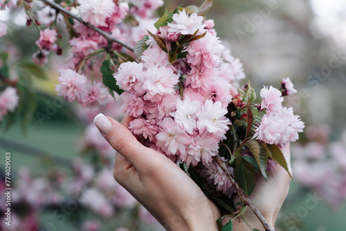 Cherry blossoms: walking in spring garden, woman hands close-up on flower