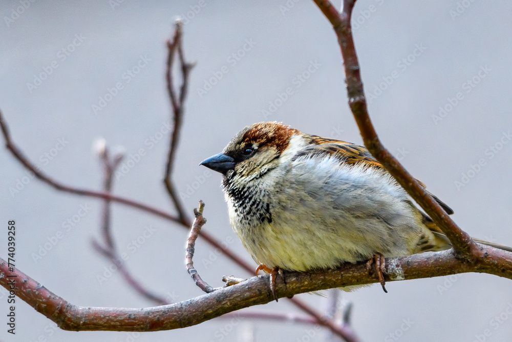 Sparrow Bird Perching On Branch Sparrow Bird Perching On Branch