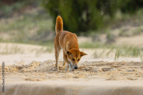 Dingoes scavenging for food along 75 mile beach on K’gari (Fraser Island), Queensland, Australia