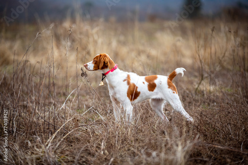 Brittany Spaniel hunting dog on point in grass field