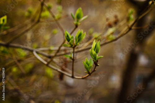 budding young lilac leaves on a twig on a sunny spring day
