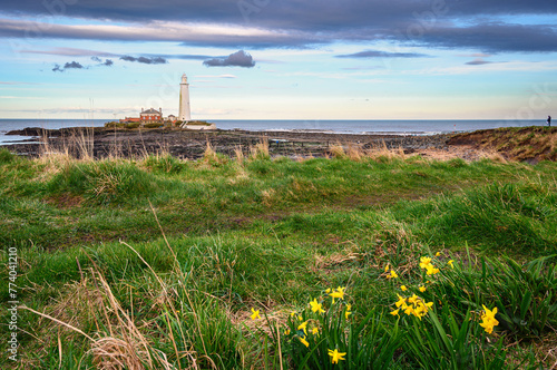 Springtime Daffodils at St Mary's Lighthouse, on the small rocky St Mary's Island, just north of Whitley Bay on the North East coast of England