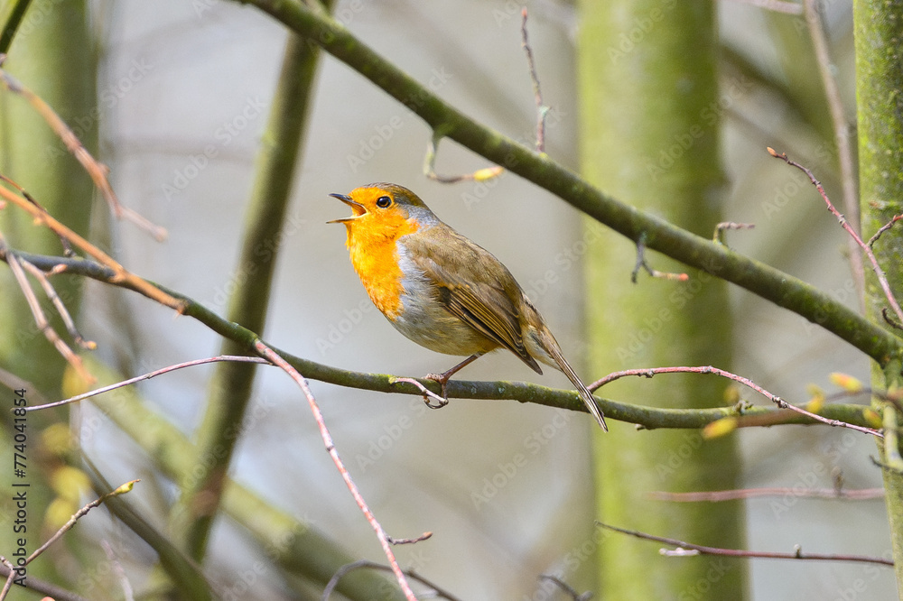 Obraz premium Redbreast robin on a branch