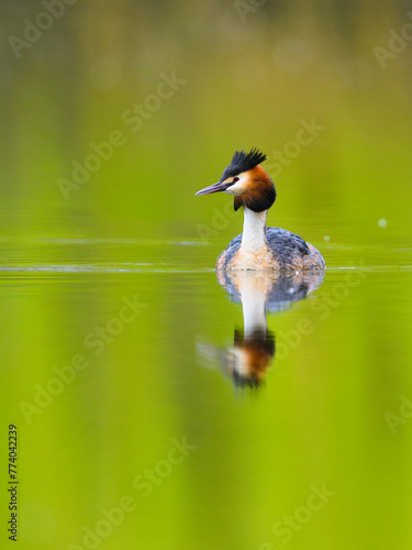 Wallpaper Mural Great crested grebe, Podiceps cristatus, in a colorful lake Torontodigital.ca