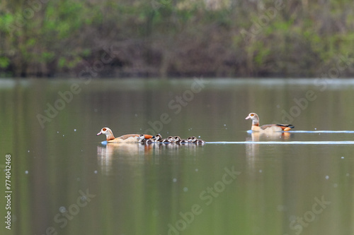Egyptian geese, Alopochen aegyptiaca,  with lots goslings swimming in a lake