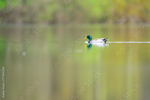 Mallard duck, Anas platyrhynchos, male swimming in a colorful lake