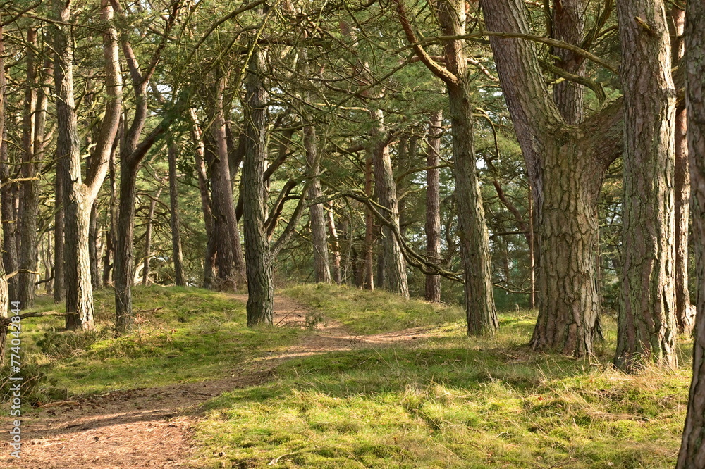 Wanderweg durch Kiefernwald