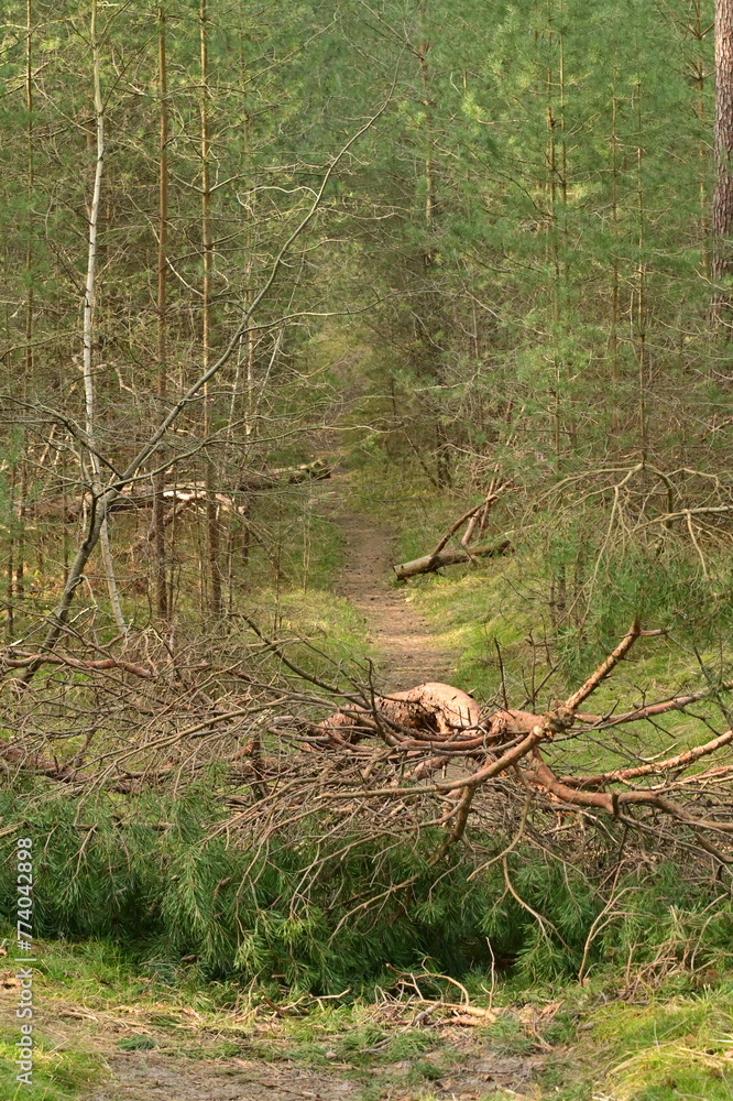 Obraz premium Waldweg