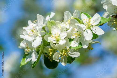 Stunning contrast of delicate flowers against the backdrop of strong apple tree branches. The beauty of nature is on full display in this unique scene. A reminder of the beauty and fragility of life