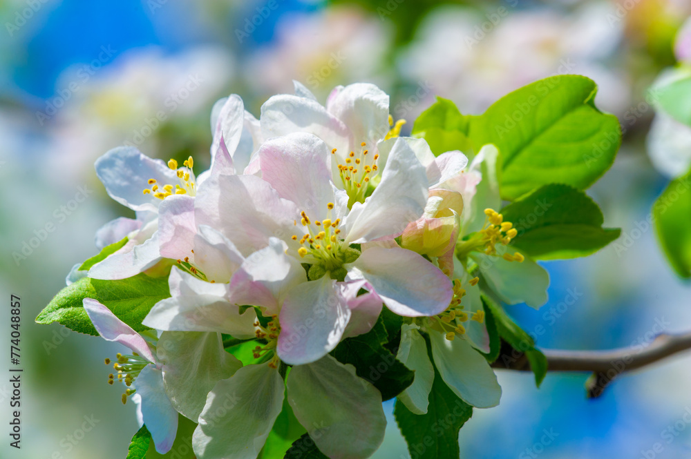 Delicate flowers add a touch of beauty to the apple tree The elegance of nature shines through these beautiful flowers The contrast between the soft petals and strong branches creates a stunning sight
