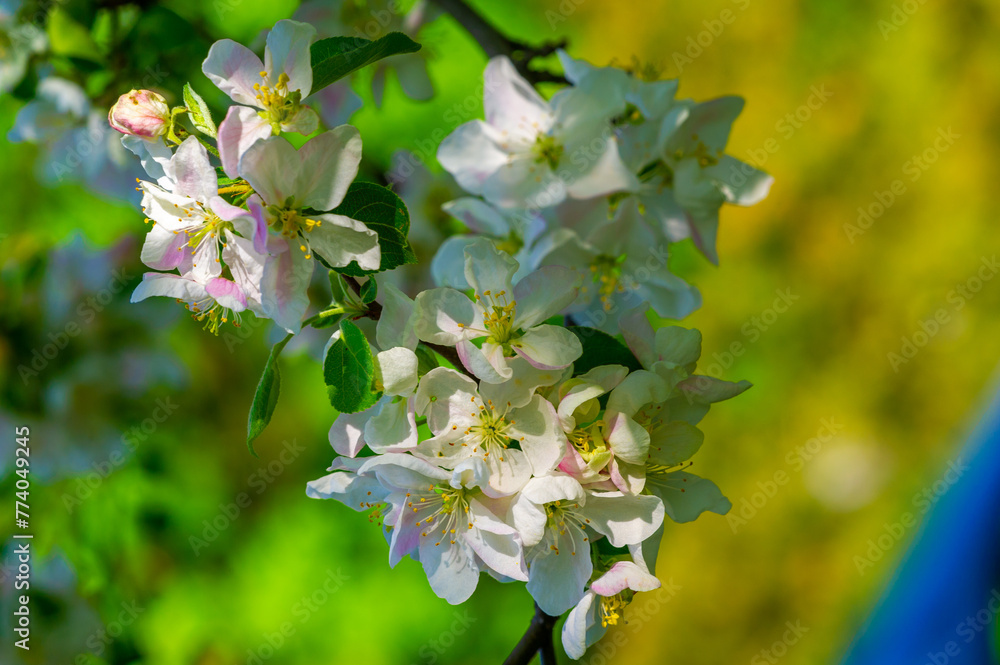 The contrast of delicate flowers against the background of strong branches creates a beautiful image Appreciate the fleeting beauty of blooming flowers on a fruit-bearing tree A gentle touch of nature