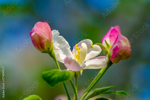 Stunning flower arrangement on an apple tree. Beautiful contrast of delicate flowers against the background of strong branches. The beauty of nature is at its best in this colorful scene.