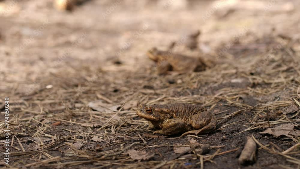 Toad blends with dry ground in natures disguise. Toad blends with dry ground in natures disguise.