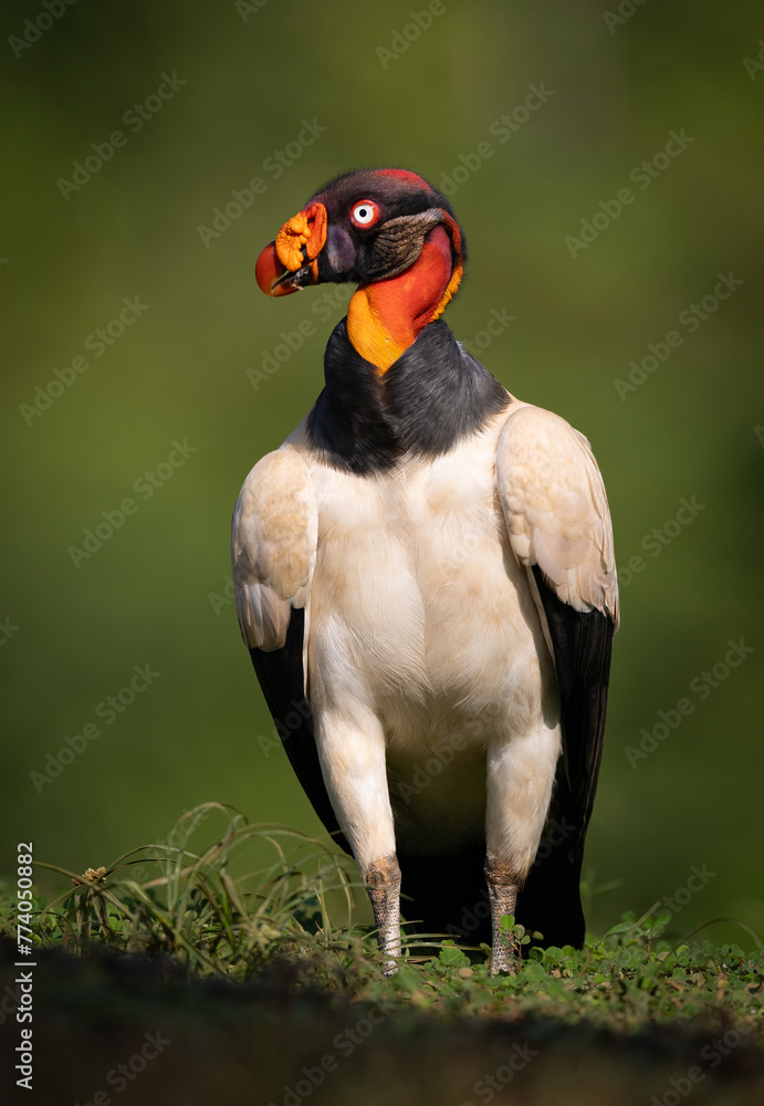 King vulture in the rainforest of Costa Rica - obrazy, fototapety, plakaty 