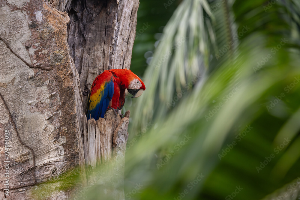 Scarlet Macaw in Costa Rica in the rainforest - obrazy, fototapety, plakaty 