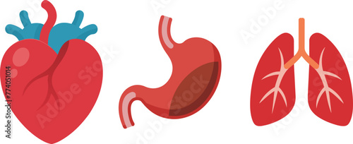 Internal organs and parts of the human body, heart, stomach, lung