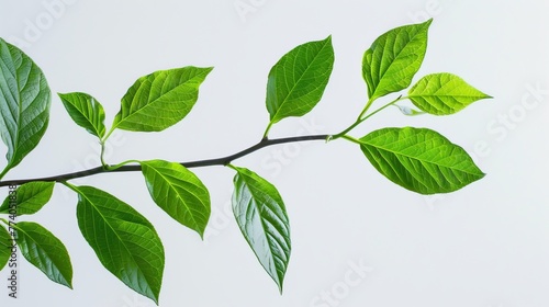 Leaves on a branch isolated on white