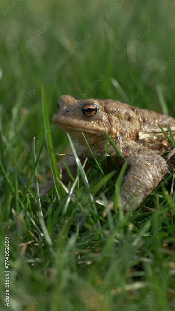 Close-up of a toad in green grass. Vertical video Close-up of a toad in green grass. Vertical video