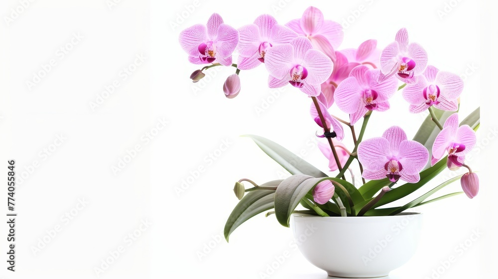 Isolated orchid in a white vase