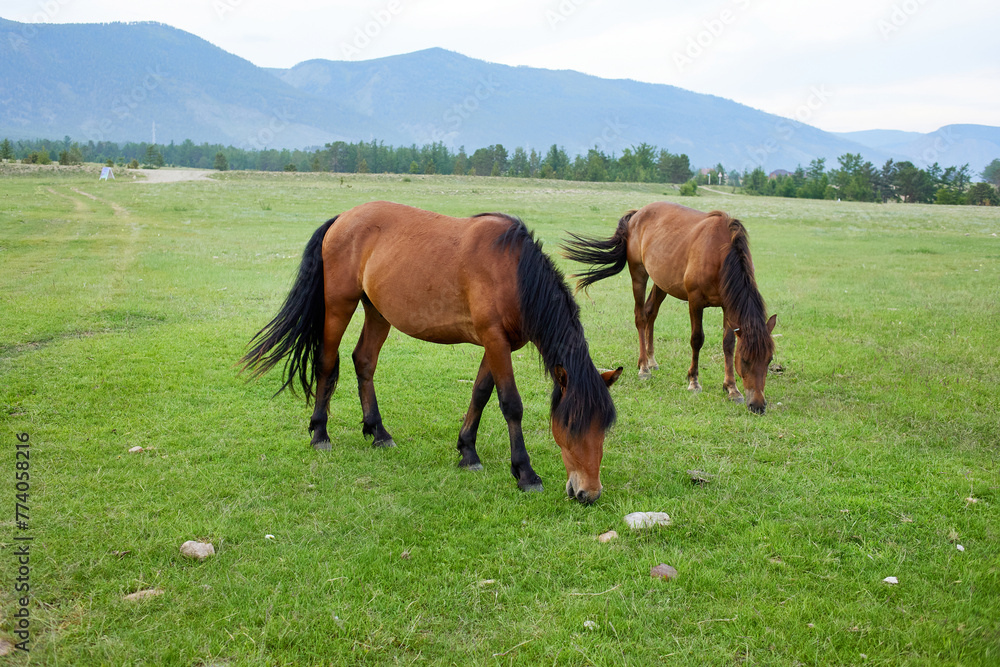 Horses graze in a meadow with a beautiful view of the mountains. Horses graze in a meadow with a beautiful view of the mountains.