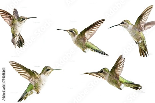 Hummingbird in flight on white background