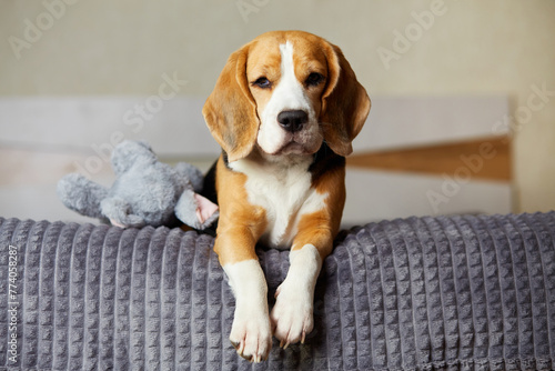 A beagle dog is lying on a bed on a gray blanket next to a stuffed toy.