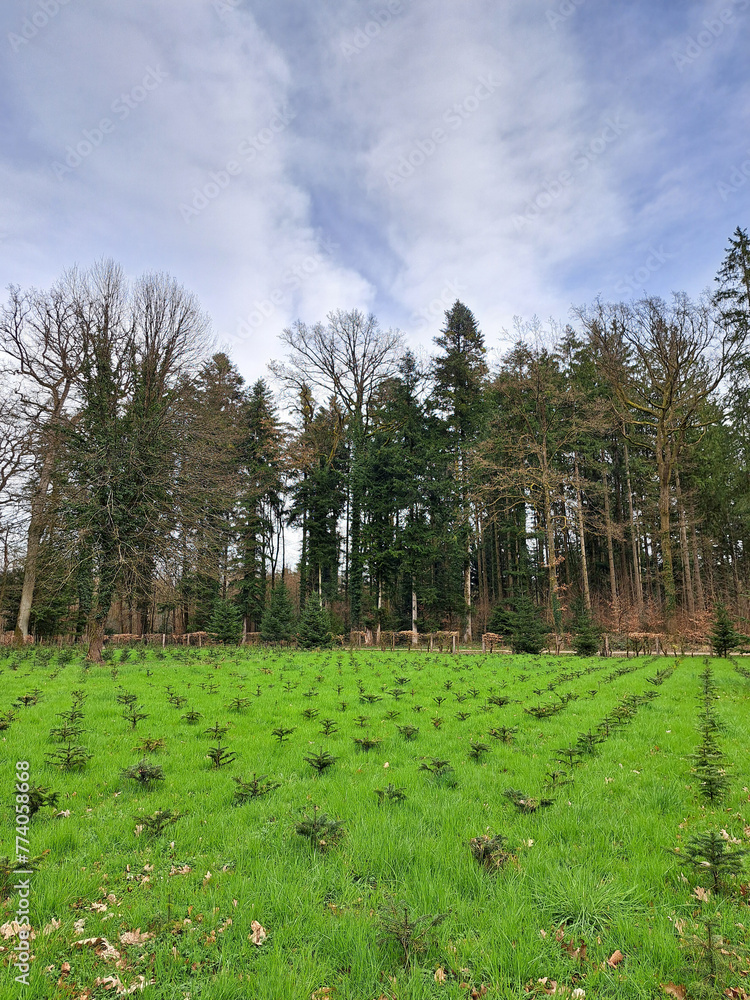 Obraz premium Forest