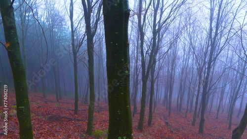 Beech trees in the fog near the Peñas Negras Environmental Interpretation Center in Trapaga. Triano Mountains. Encartaciones region. Bizkaia. Basque Country. Spain. Europe photo