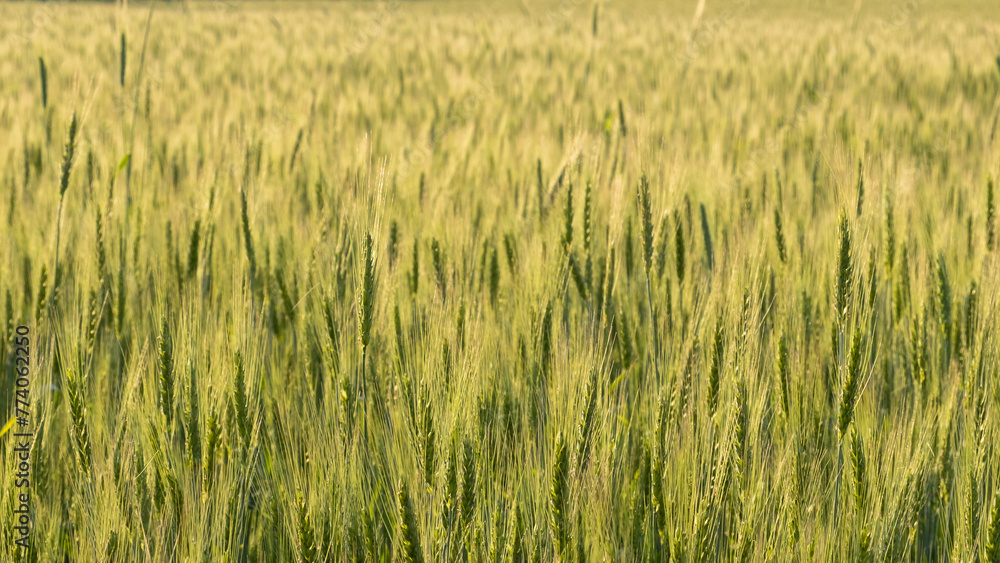 Two-rowed barley or Hordeum distichon growing in the field, stems in the rays of sunlight. Two-rowed barley or Hordeum distichon growing in the field, stems in the rays of sunlight.
