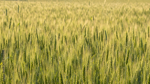 Two-rowed barley or Hordeum distichon growing in the field, stems in the rays of sunlight.