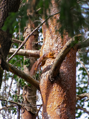 rotes Eichhörnchen im Sprung zwischen zwei Ästen