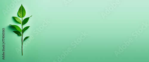 green leaf with a stem on a matching green background with copy space. eco friendly and nature themed concept banner photo