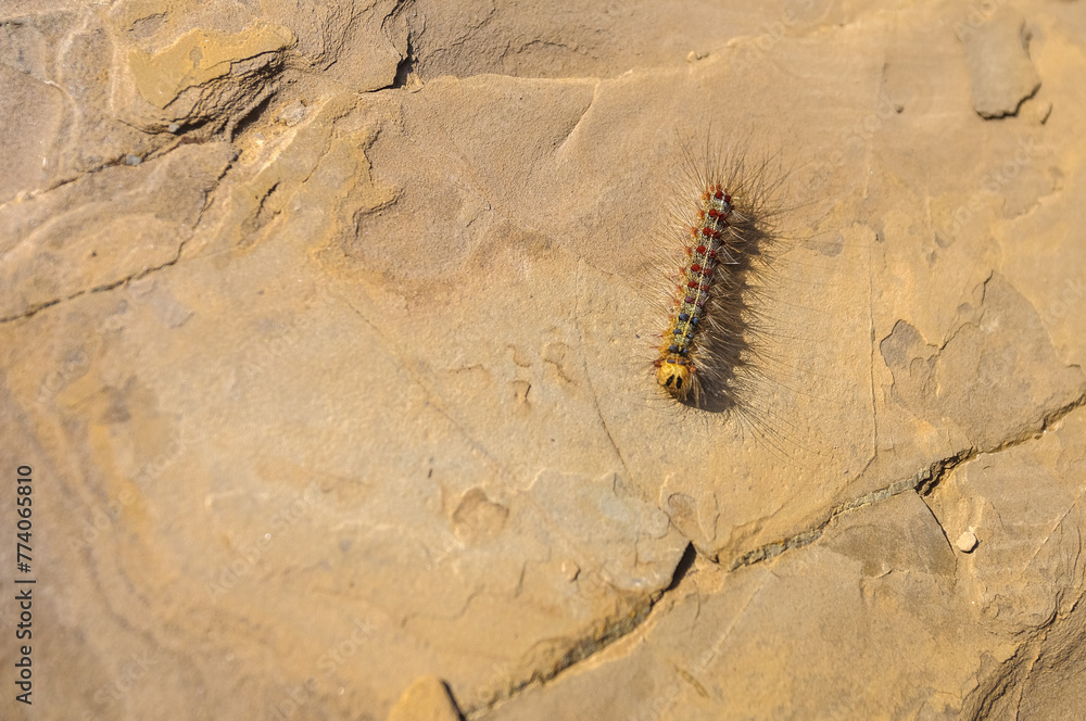 Gypsy Moth (Lymantria dispar dispar) caterpillar. Gypsy Moth (Lymantria dispar dispar) caterpillar.