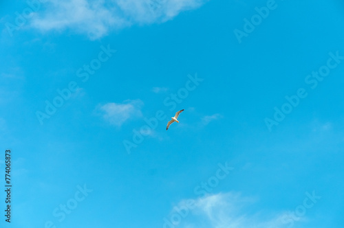 Seagull over Sa Falconera in Menorca Island, Spain. photo