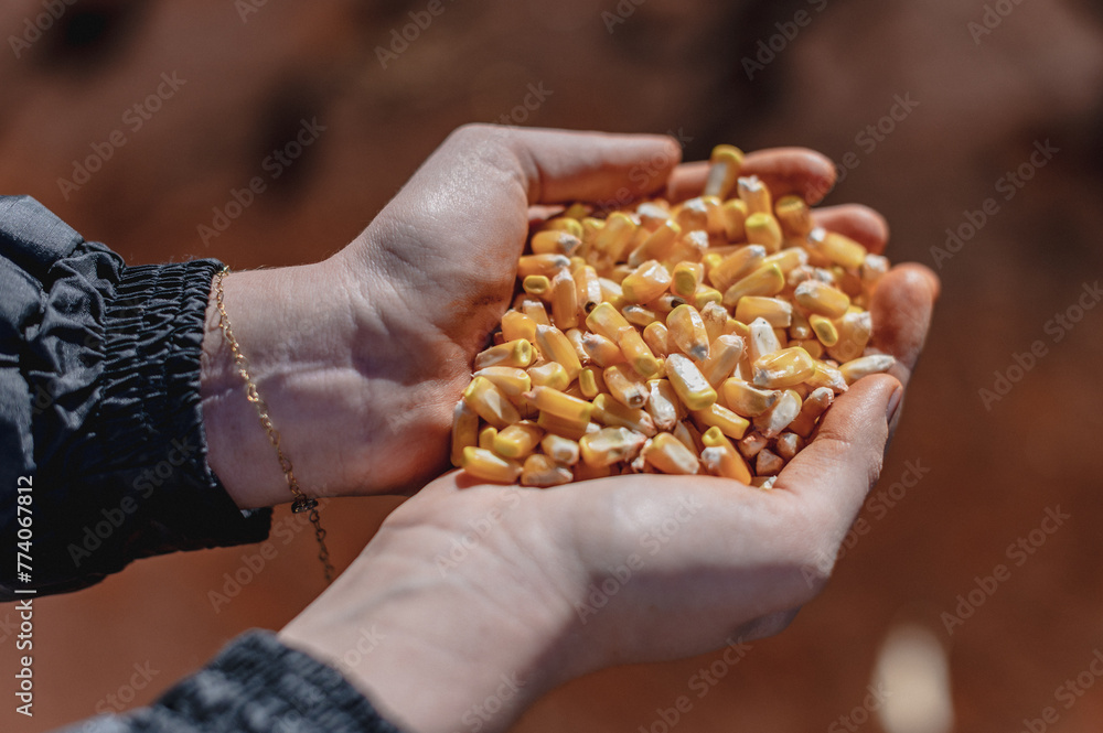 person holding a handful of corn person holding a handful of corn