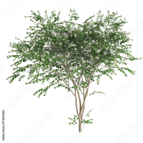 3d illustration of set Nyctanthes arbor tristis tree isolated on transparent background
