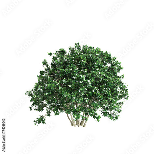 3d illustration of Tabernaemontana divaricata bush isolated on transparent background