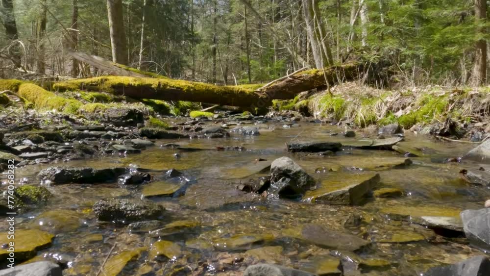spring water level stream flowing through wooded valley spring water level stream flowing through wooded valley