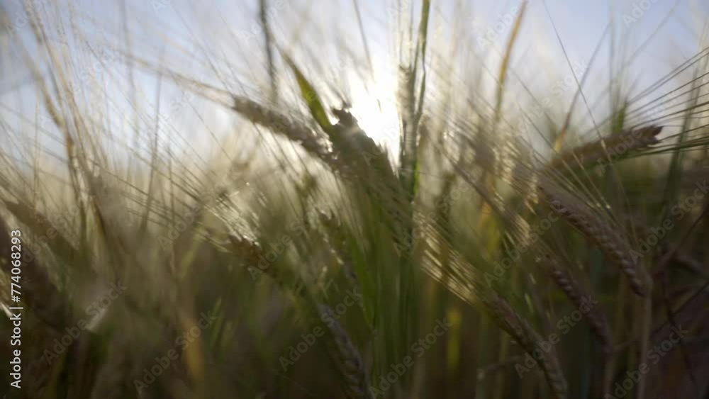 Beautiful view of wheat grass bending in the breeze Beautiful view of wheat grass bending in the breeze