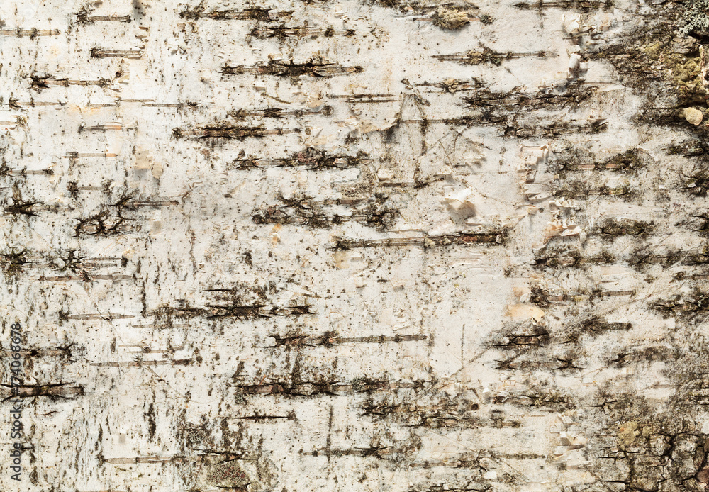 Obraz premium Березовая Кора