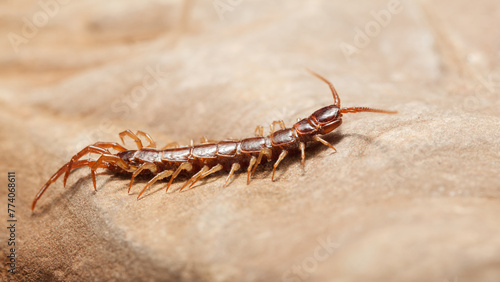 Photos Hunting centipede