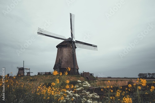 Beautiful shot of windmills on a floral field in the Netherlands