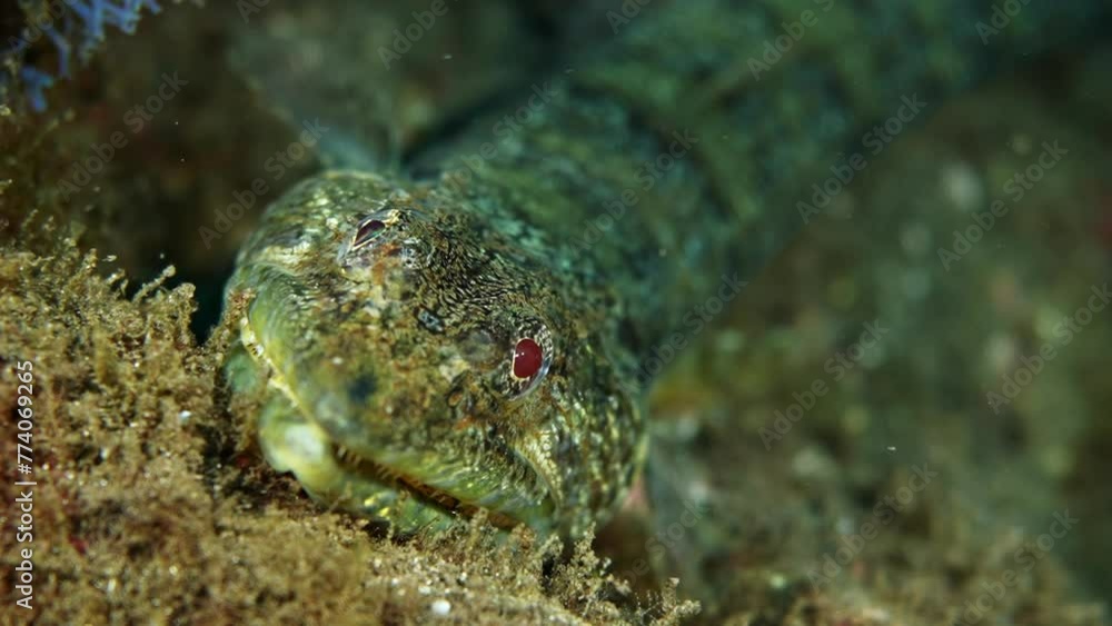 Closeup shot of a sea snake swimming underwater