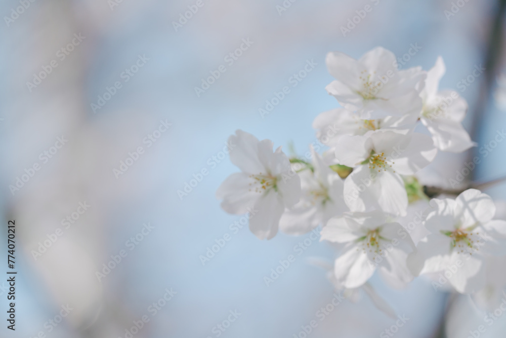 2024年4月の東京に咲いた桜の花