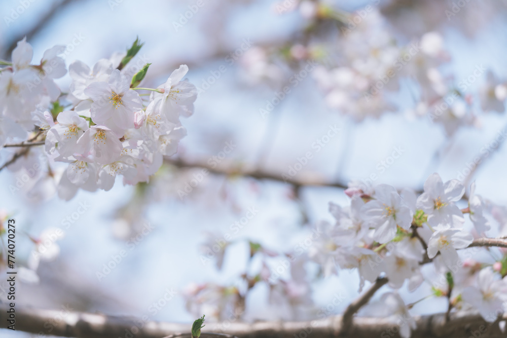 2024年4月の東京に咲いた桜の花