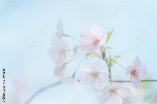 Fototapeta Naklejka Na Ścianę i Meble -  2024年4月の東京に咲いた桜の花