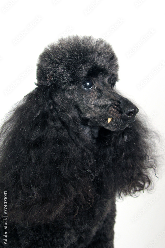 Black standard poodle portrait. Purebred dog in studio. Headshot, isolated on a white background. Black standard poodle portrait. Purebred dog in studio. Headshot, isolated on a white background.